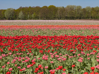 Tulips farm blossom near the famous Keukenhof