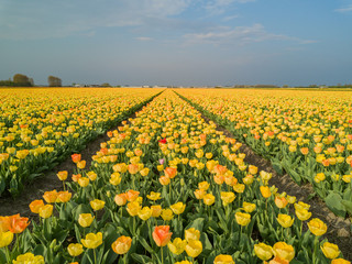 Aerial view of super colorful tulips farm blossom around Leiden country side