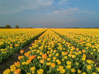 Aerial view of super colorful tulips farm blossom around Leiden country side