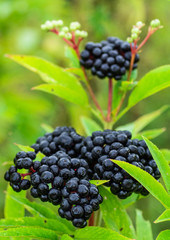 Clusters fruit black elderberry in garden in sun light (Sambucus nigra). elder, black elder, European black elderberry background