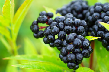 Clusters fruit black elderberry in garden in sun light (Sambucus nigra). elder, black elder, European black elderberry background