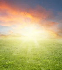 Poster Green grass spring field and bright sunny summer sky background © Stillfx