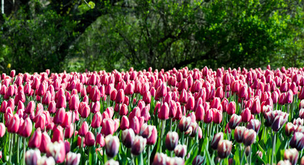 pink tulips