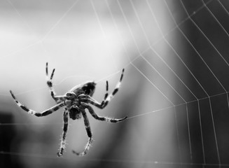 black and white spider