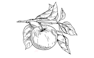 Contoured apple on a branch with leaves isolated on white background. Seasonal autumn collection...