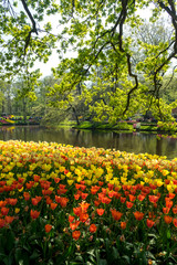 Obraz premium Netherlands,Lisse, SCENIC VIEW OF LAKE IN PARK