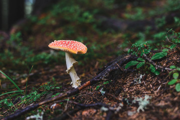 wild mushroom in the forest