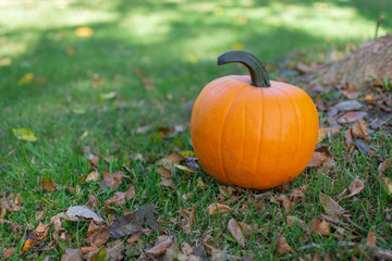 Single Pumpkin on Green Grass and Leaves Next to a Tree