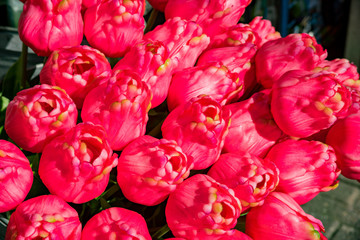 Bunch of colorful tulips selling in the flower market