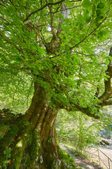 Big beech tree