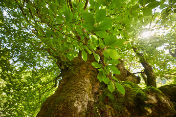 Fototapeta premium Big beech tree
