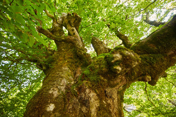 Big beech tree