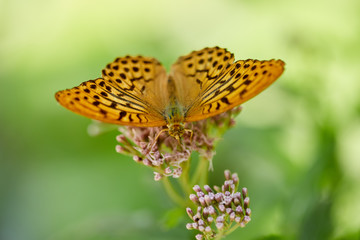 Butterfly on a flower