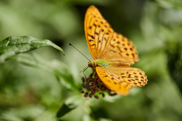 Fototapeta na wymiar Butterfly on a flower
