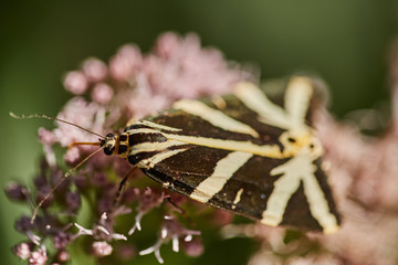 Butterfly on a flower