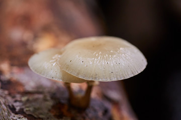Porcelain fungus on dead tree