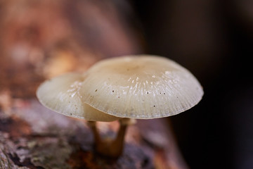 Porcelain fungus on dead tree