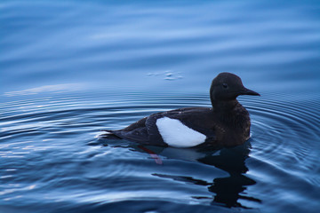 A Black Guillemot, a black and white water bird, floats on the calm water in Svalbard, in the Norwegian Arctic