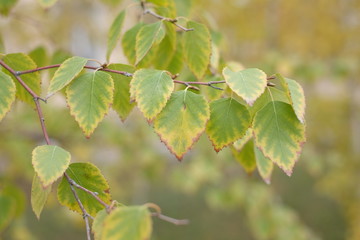 green leaves of a tree