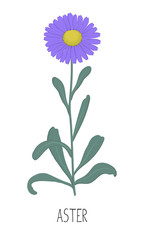Purple aster with green leaves on a white background. Autumn flowers. Vector illustration