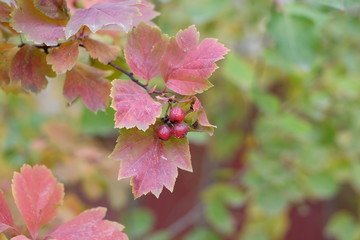 autumn berries