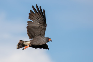 Snail Kite