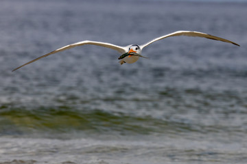 Royal Tern
