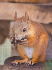 Naklejka na ściany i meble Squirrel gnaws nuts sitting on a stump in an enclosure