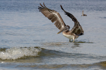 Brown Pelican