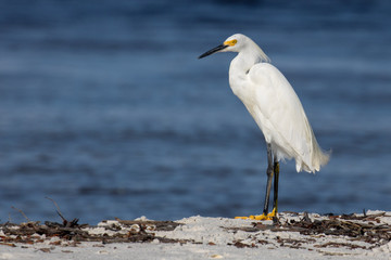 Snowy Egret