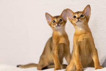 Abyssinian kittens. Ancient cat breed. Favorites of Egyptian pharaohs. In honour of the country of...