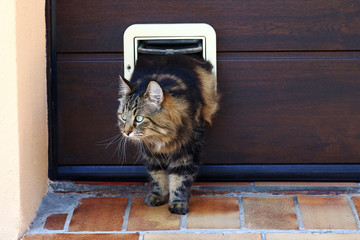 Eine Katze geht durch eine Katzenklappe. Norwegische Waldkatze vor einer Katzenklappe
