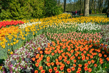 Super colorful tulips blossom in the famous Keukenhof