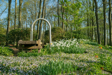 Super colorful tulips blossom in the famous Keukenhof
