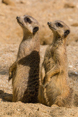Suricate standing on a watch observing for danger
