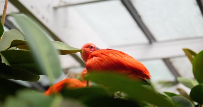 Exotic Bird in a Tree