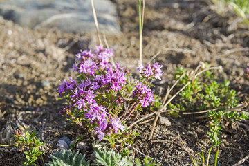 Flowering thyme.