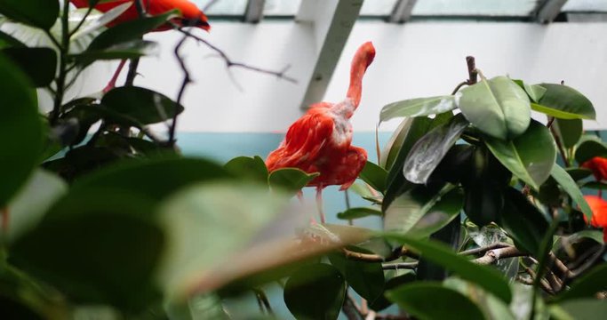 Exotic Bird in a Tree