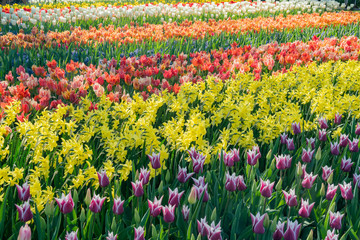 Super colorful tulips blossom in the famous Keukenhof