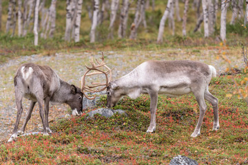Obraz na płótnie Canvas Two young reindeers fighting in the forest - (rangifer tarandus)