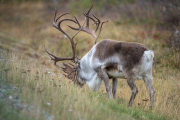 Naklejka na ściany i meble Male reindeer with huge antlers eating grass - (rangifer tarandus) - close up