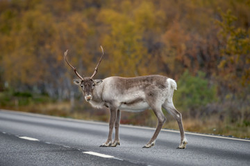 Fototapeta premium Reindeer standing on the road - (rangifer tarandus)