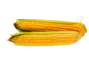 two cobs of corn on white background