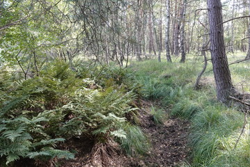 Wald im Trockener Herbst, Otternhagener Moor.