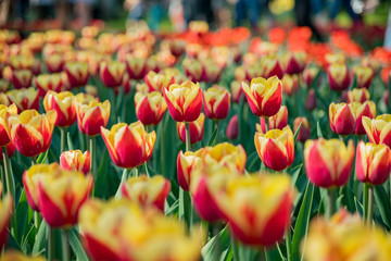 Super colorful tulips blossom in the famous Keukenhof