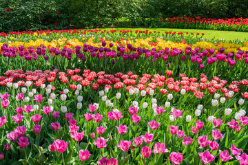 Super colorful tulips blossom in the famous Keukenhof