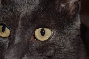 The muzzle of a smoky cat with yellowish green eyes.