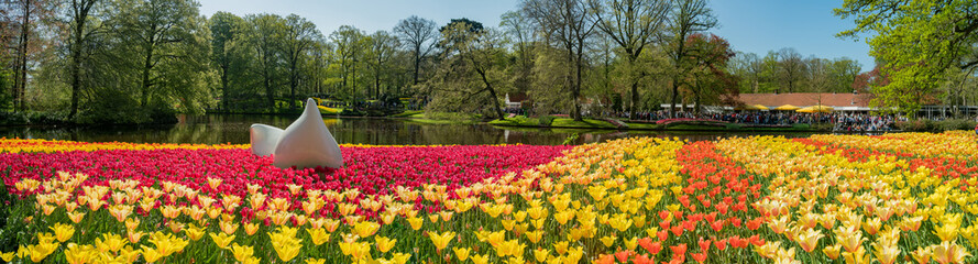 Super colorful tulips blossom in the famous Keukenhof - obrazy, fototapety, plakaty