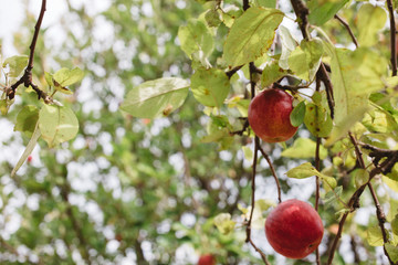 close up Ripe Apples in Orchard, harvest season