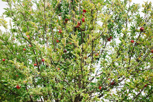 picture of a Ripe Apples in Orchard, harvest season